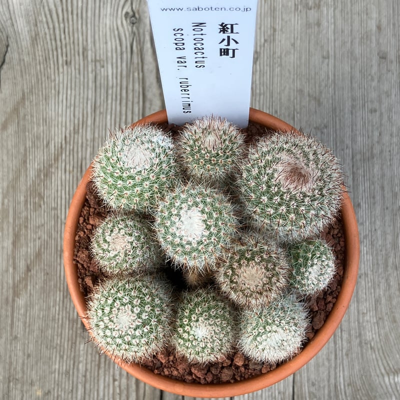 群生サボテン fit=scale-down,w=1200