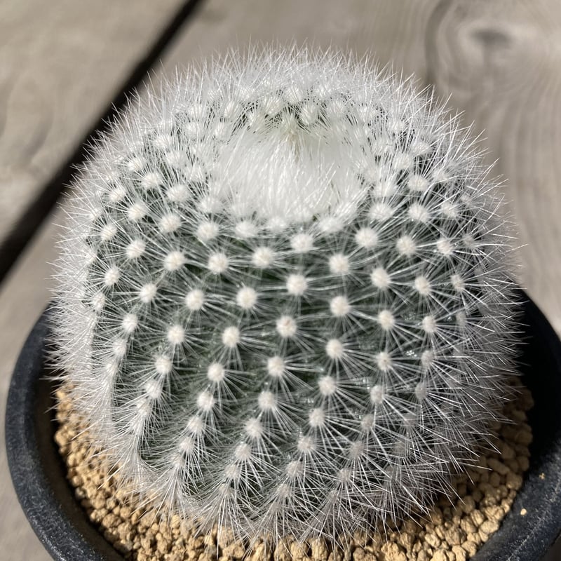お値下げ★SATOKA Cactus White サトカ　カクタス 多肉植物・サボテン販売～PICO庵～ / ノトカクタス属 白閃小町