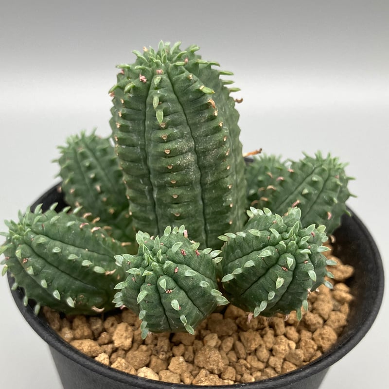 ユーフォルビア マミラリス 3号 HPN② | Home&Plants