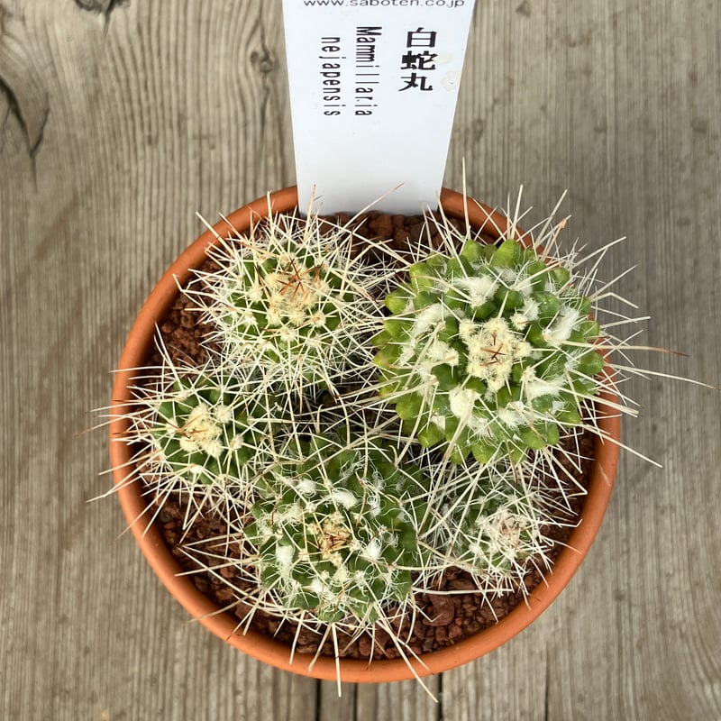 群生サボテン fit=scale-down,w=1200