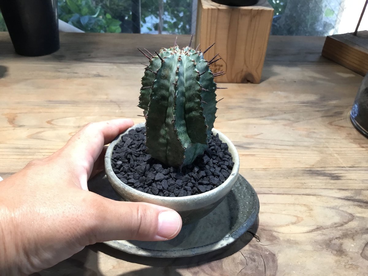 ユーフォルビア ホリダ 鉢植え鉢皿セット | Home&Plants