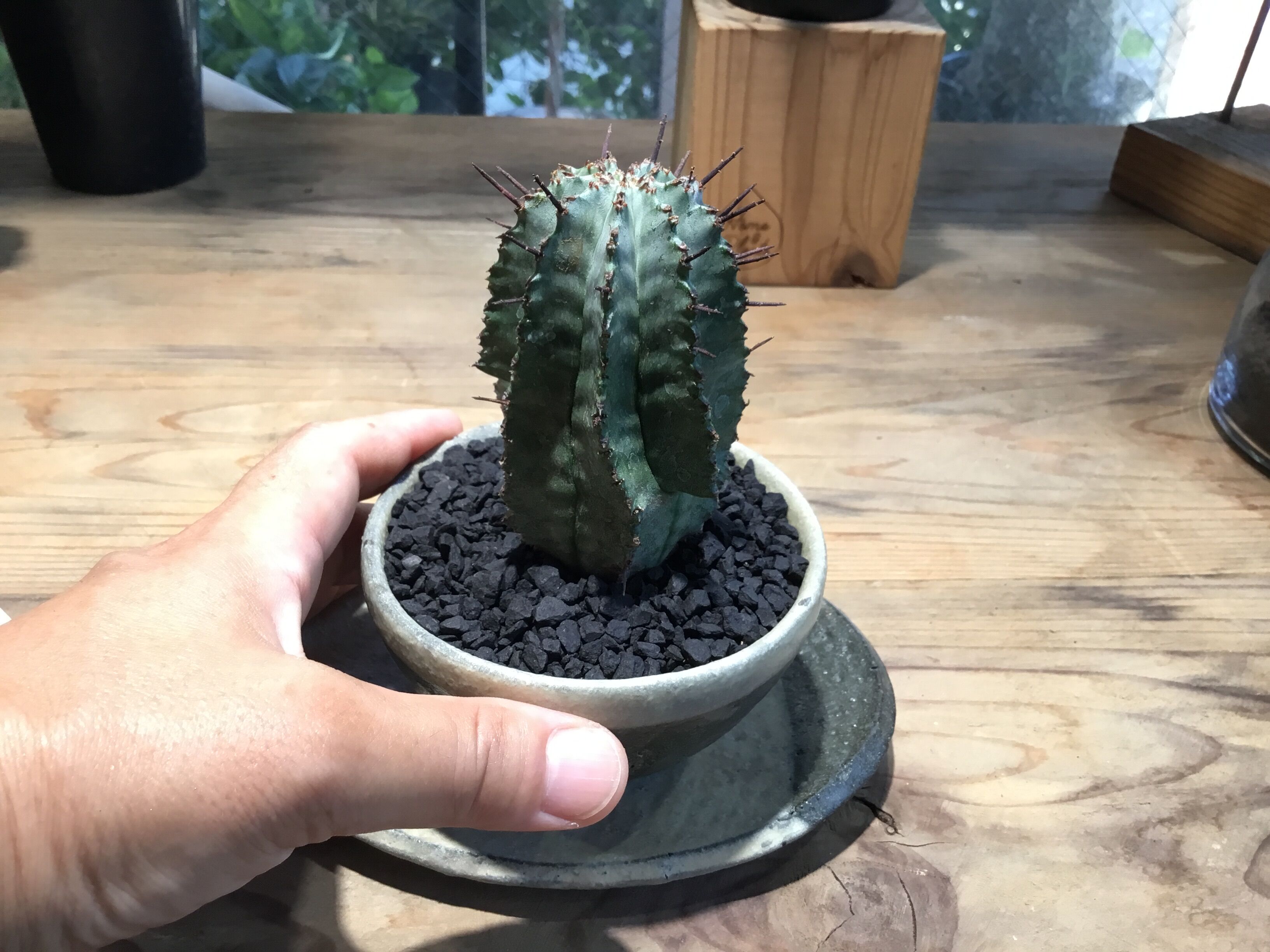 ユーフォルビア ホリダ 鉢植え鉢皿セット | Home&Plants