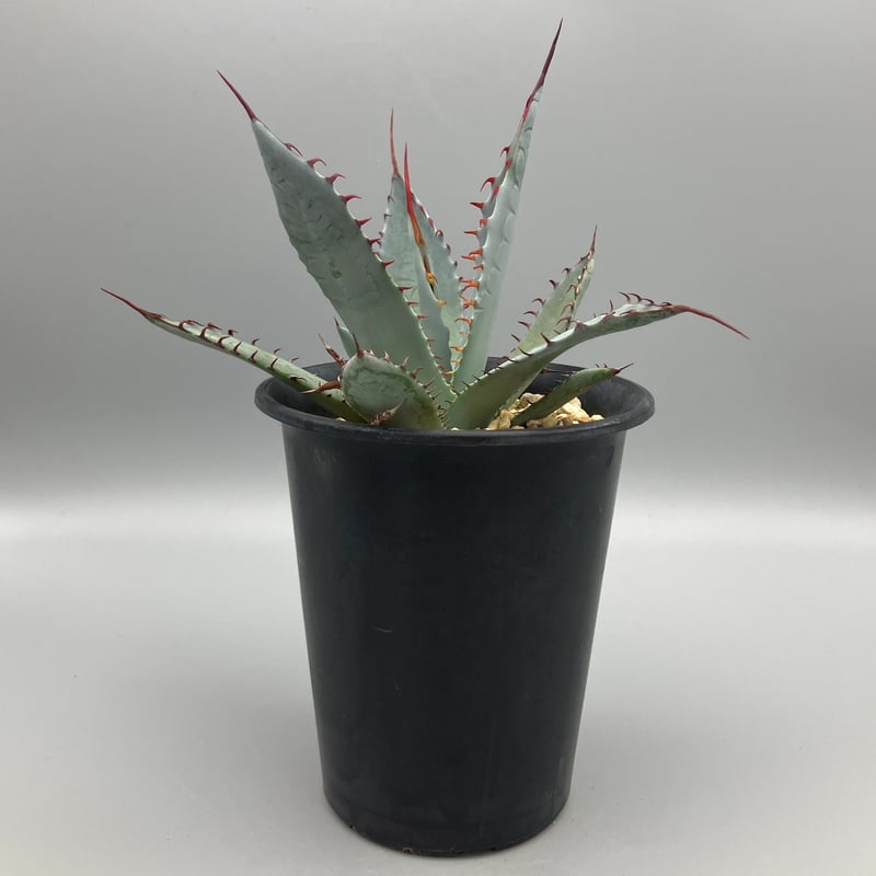 アガベ 屈原の舞扇【U-A】 | Home&Plants