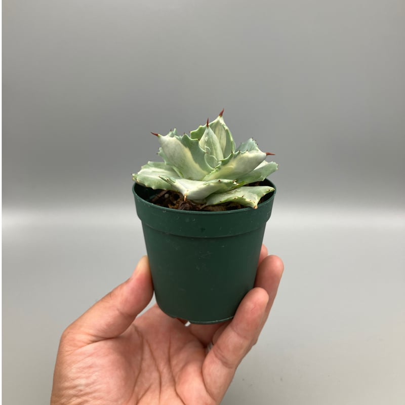 553：アガベ ポタトラム バリエガータ 王妃雷神 | Home&Plants