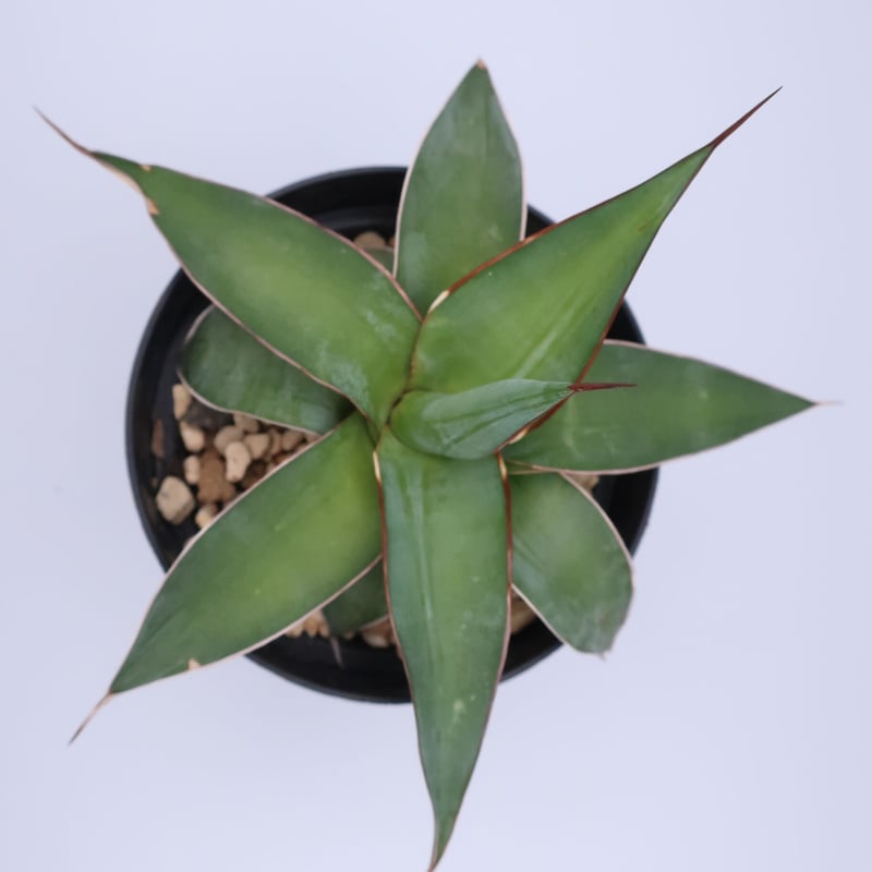 アガベ　インプレッサ PW公式オンラインストア / 【通常商品】アガベ インプレッサ