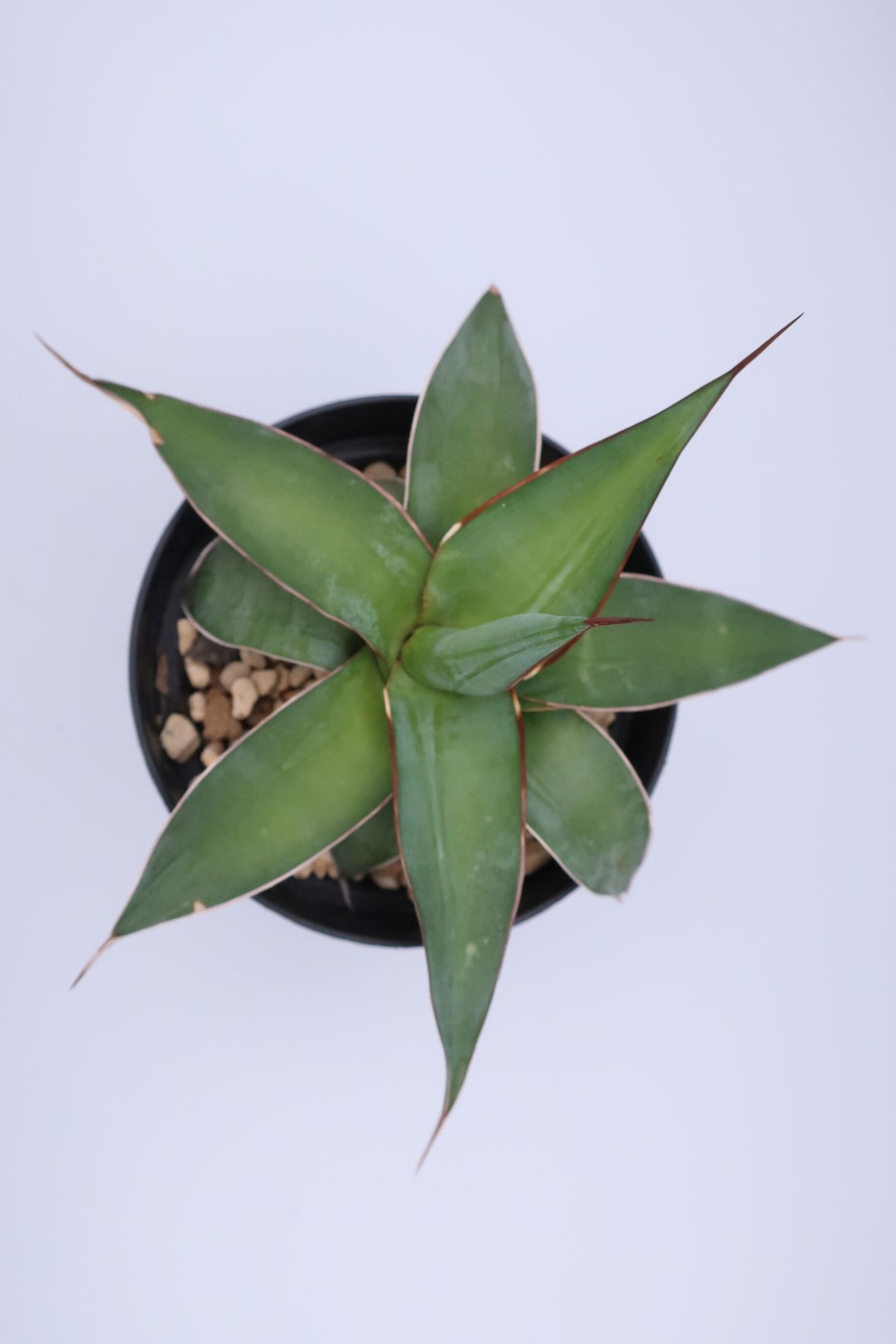 アガベ　インプレッサ 000000011346_1_NGOxdB9.jpg