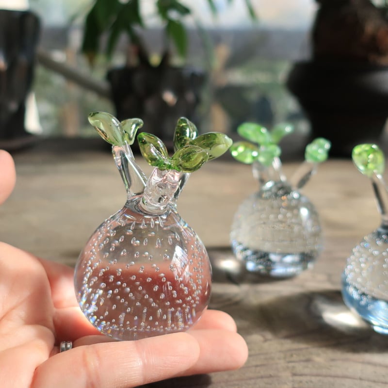 592：硝子 パキポディウム グラキリス ＝再入荷＝ | Home&Plants