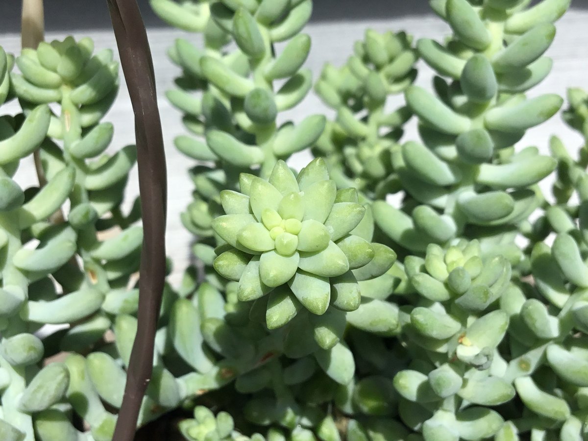 多肉 ビアホップ バスケット入り 3.5号 | Home&Plants
