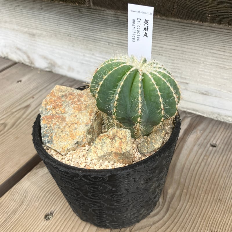 サボテン　ahpl サボテン ahpl ahplテッケン