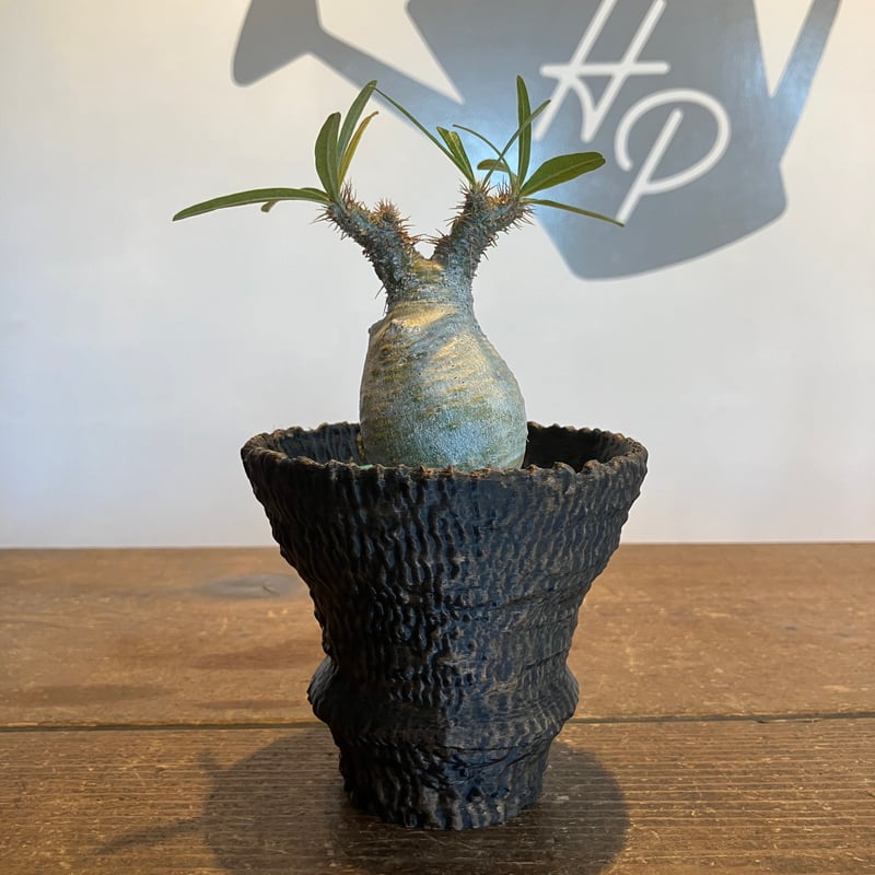 dairoku pot 炭化岩鉢 dairoku_pottery | . 『炭化岩鉢』 コアな方が