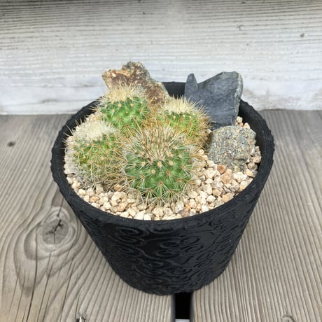 CATEGORY サボテン | Home&Plants