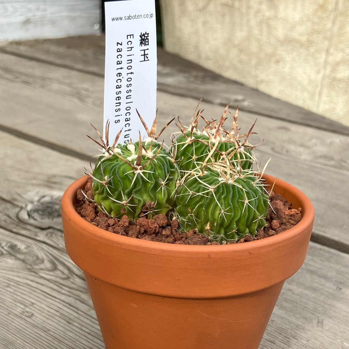 群生サボテン サボテン群生 縮玉(素焼鉢) 3号 | Home&Plants
