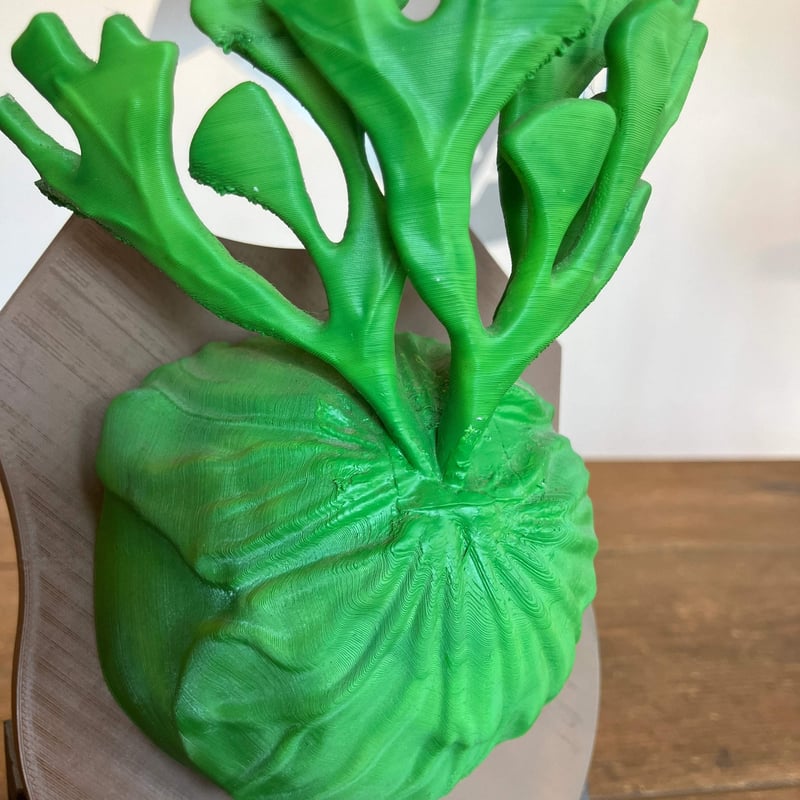 13：ビカクシダ リドレイ フィギュア 010 | Home&Plants