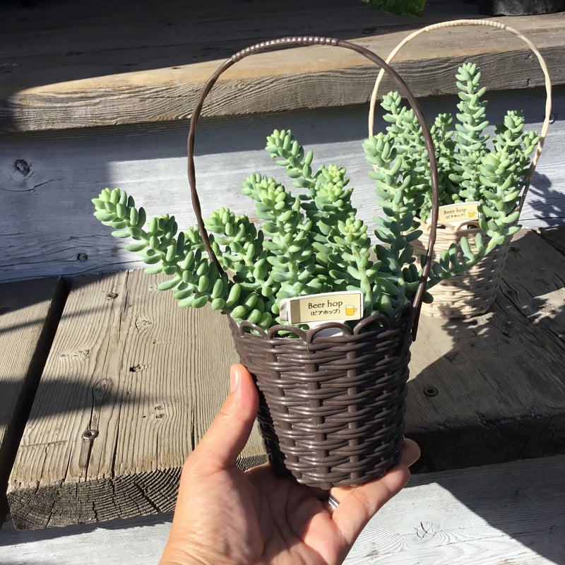 多肉 ビアホップ バスケット入り 3.5号 | Home&Plants