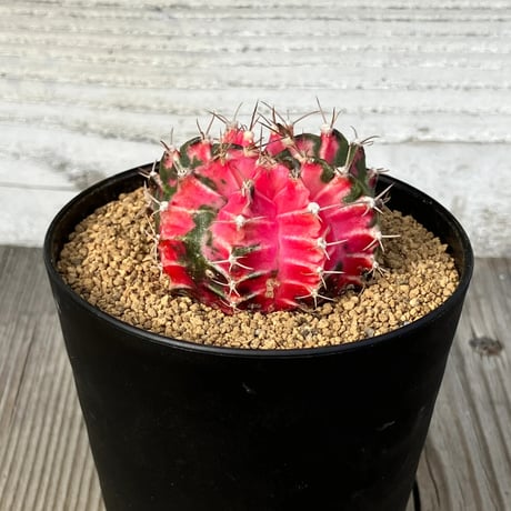 ギムノカリキウム | STORES