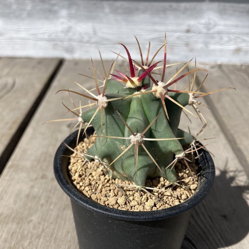 サボテン フエロカクタス 偉冠竜 | Home&Plants