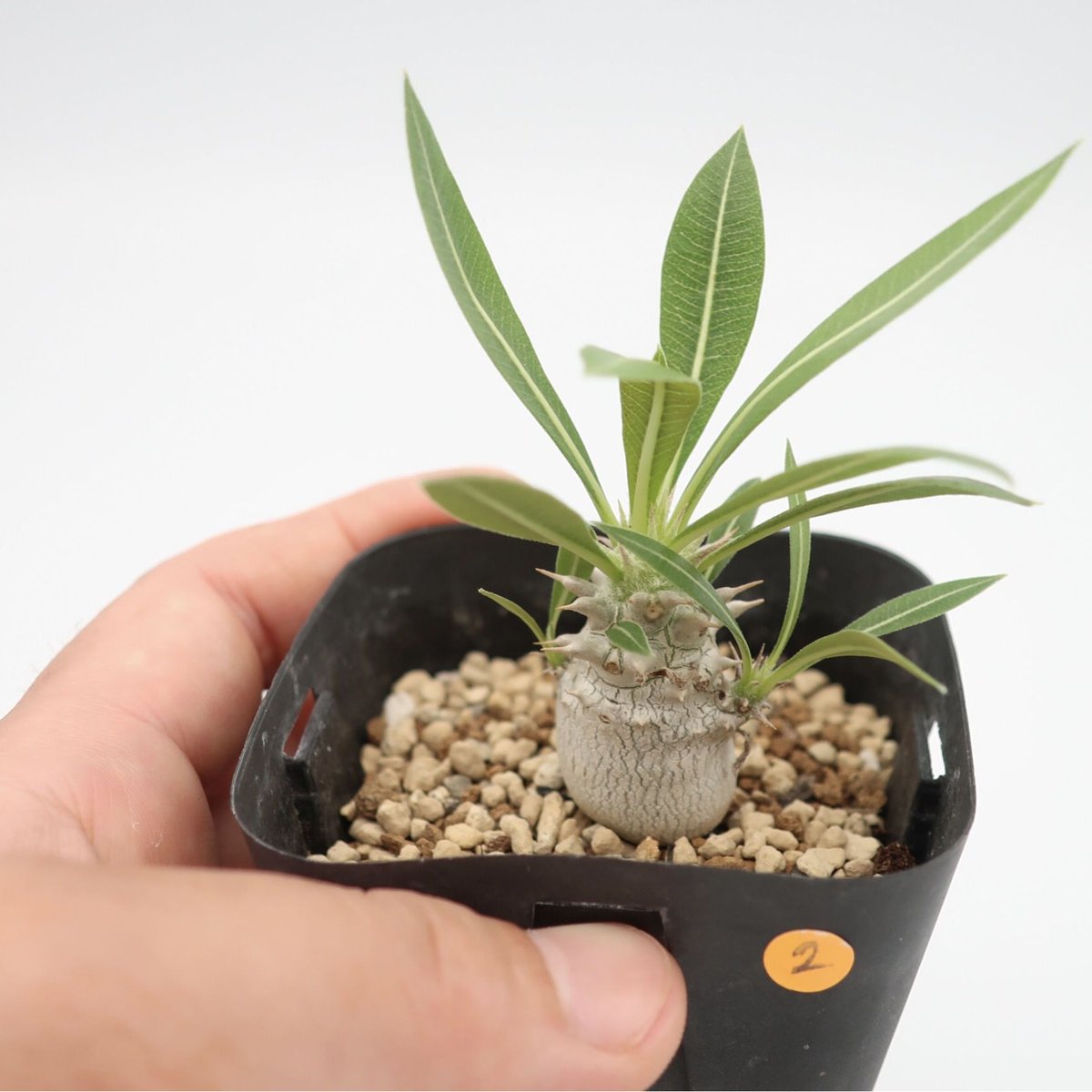 パキポディウム ホロンベンセ 2.5号 HPN② | Home&Plants