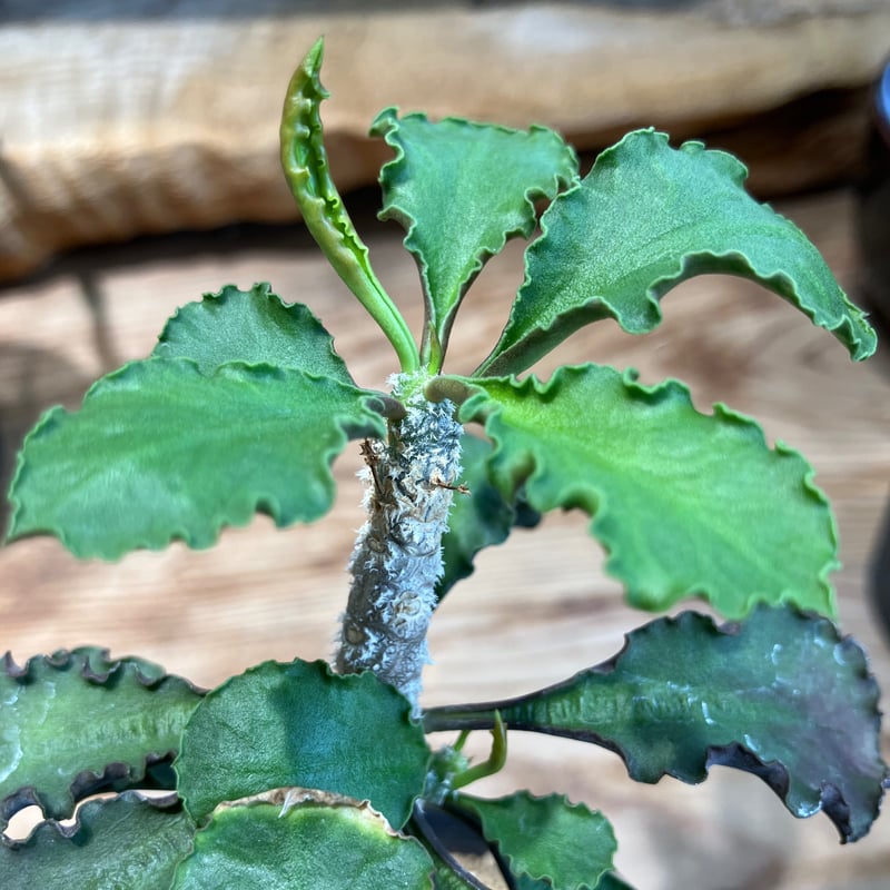 2064：ユーフォルビア・アンボボンベンシス | Home&Plants