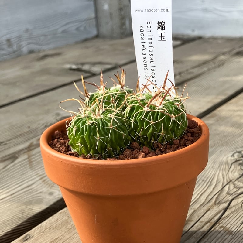 サボテン群生 縮玉(素焼鉢) 3号 | Home&Plants