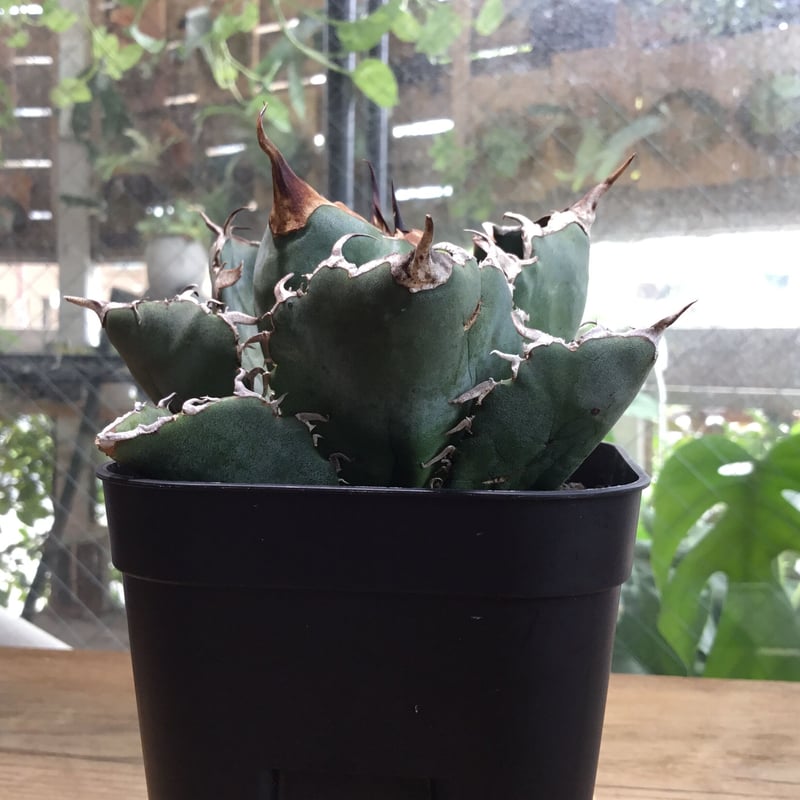 アガベ　白鯨　牡丹葉　大株 アガベ チタノタ 白鯨 「牡丹葉」 中株 ホワイトホエール