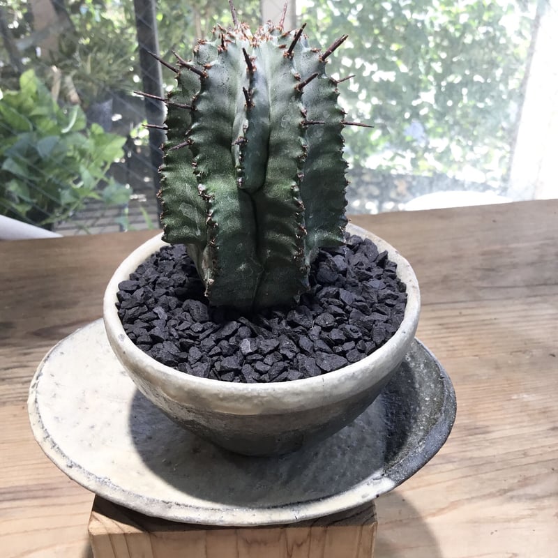 ユーフォルビア ホリダ 鉢植え鉢皿セット | Home&Plants