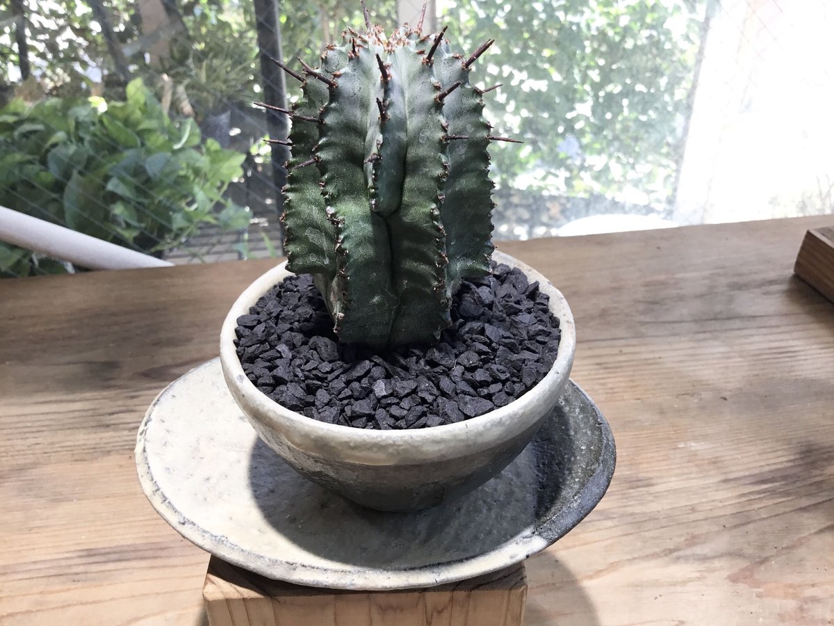 ユーフォルビア 陶器鉢 お皿付き ユーフォルビア ホリダ 鉢植え鉢皿セット | Home&Plants