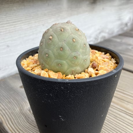 テフロカクタスゲオメトリクス | STORES