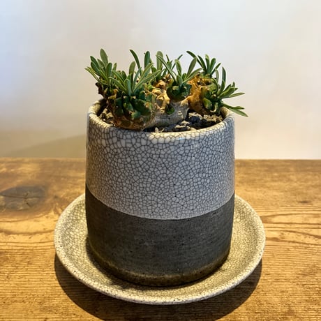CATEGORY ユーフォルビア | Home&Plants