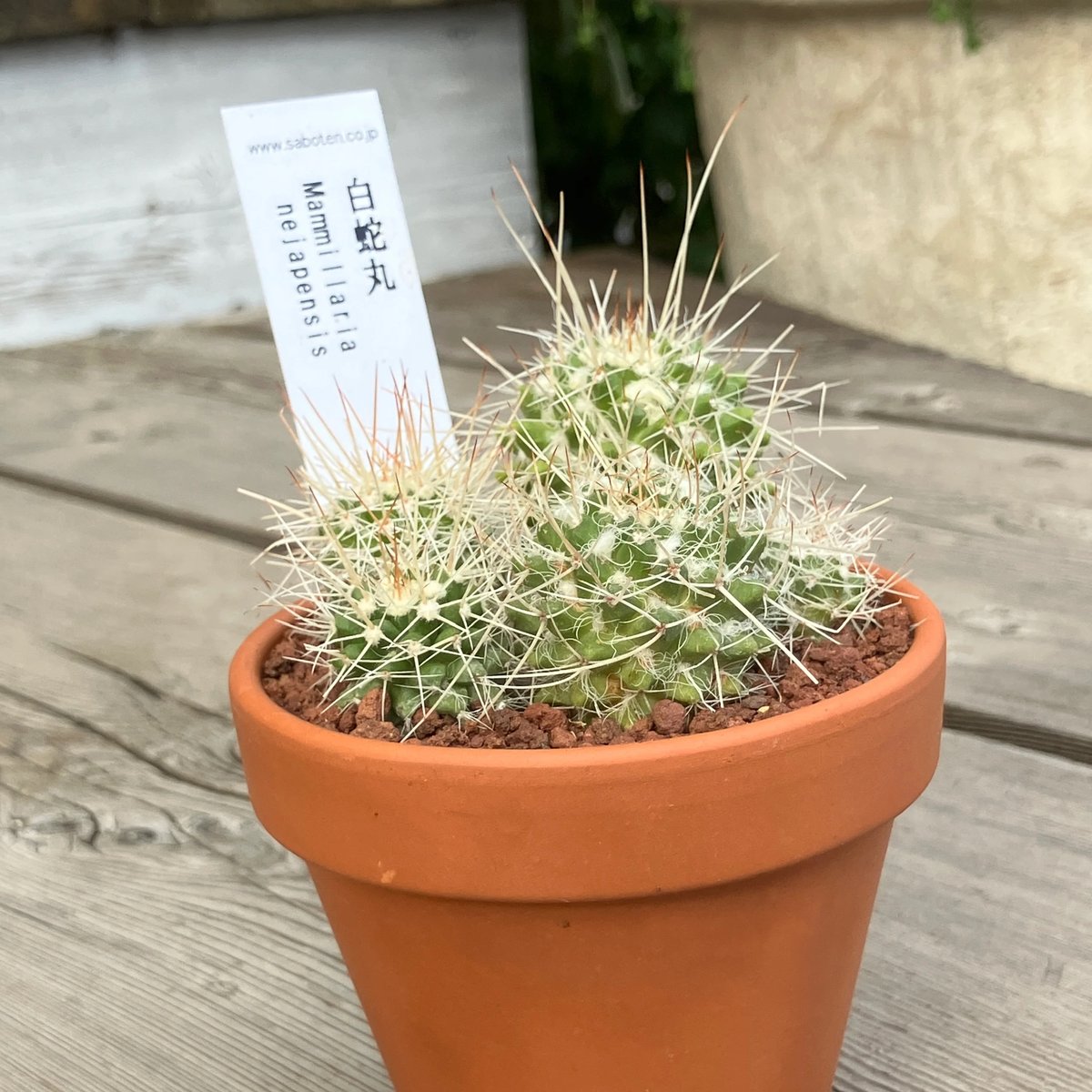 サボテン群生 白蛇丸(素焼鉢) 3号 | Home&Plants