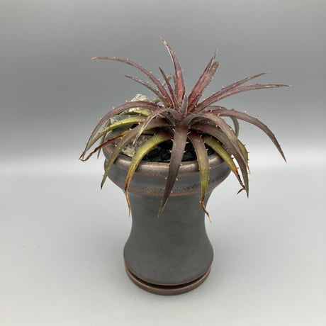 dyckia | STORES dyckia | STORES