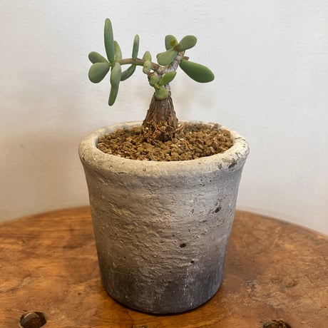 ピグマエア | STORES