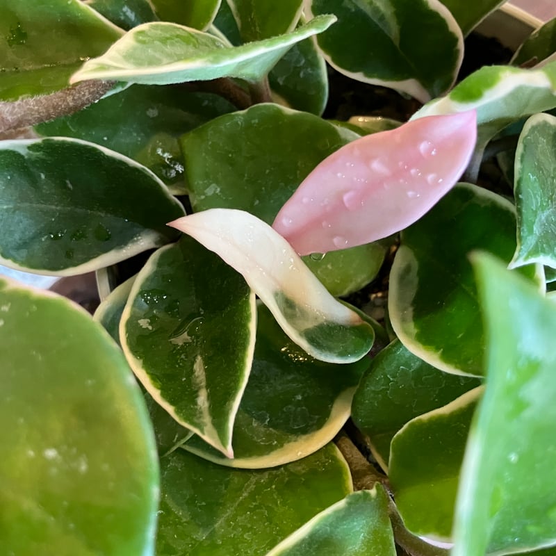 ホヤ カルノーサ バリエガータ 4号 | Home&Plants