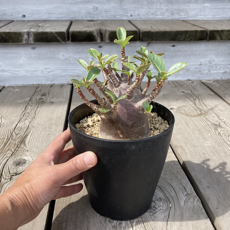アデニウム アラビカム ブラックワイルドボワ 5号 HPN | Home&Plants アデニウム アラビカム ブラックワイルドボワ 5号 HPN | Home&Plants