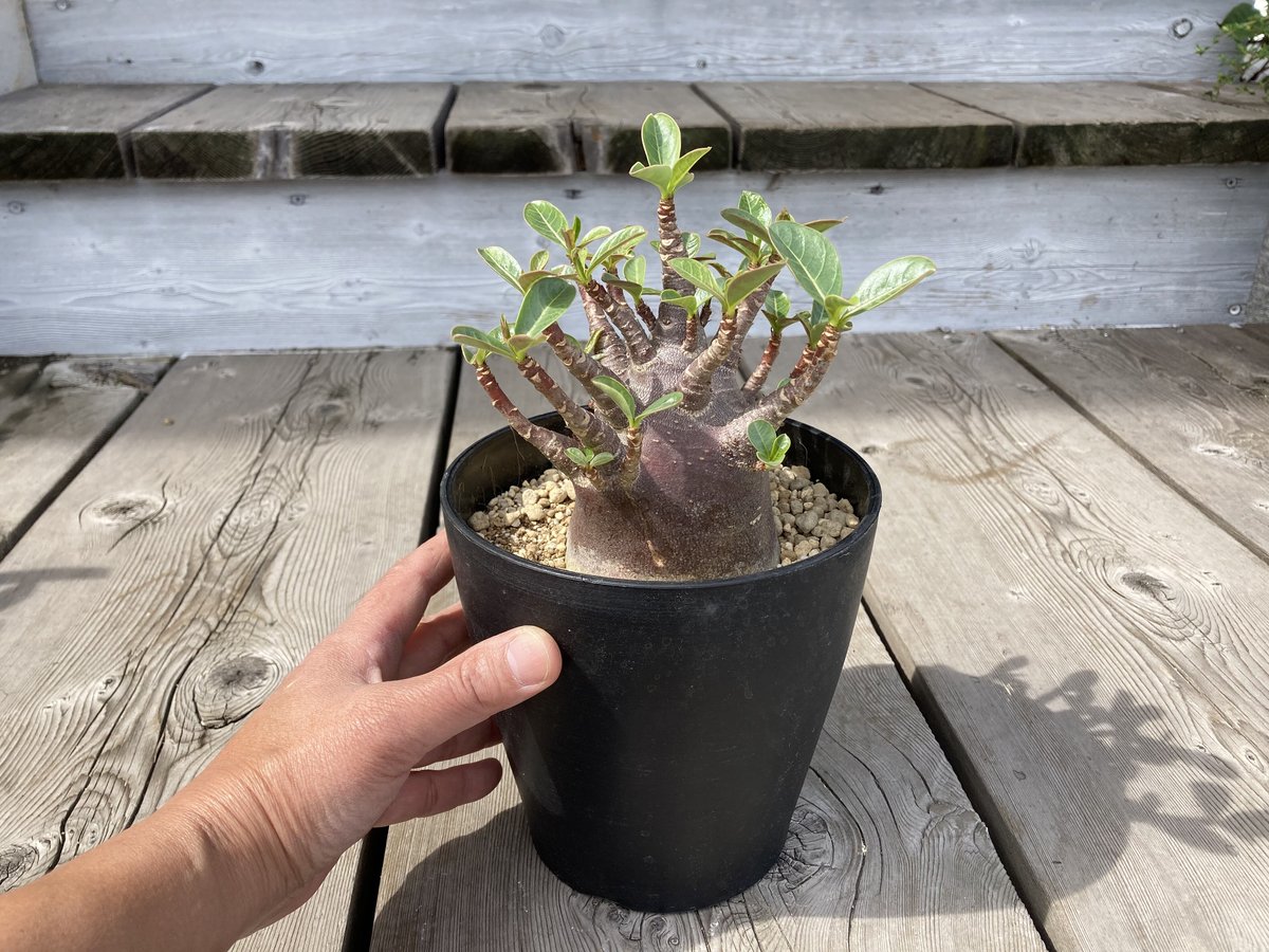 アデニウム アラビカム ブラックワイルドボワ 5号 HPN | Home&Plants