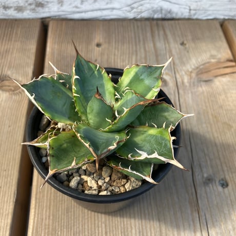 1248：アガベ　チタノタ　ナンバーワン錦【U-A】