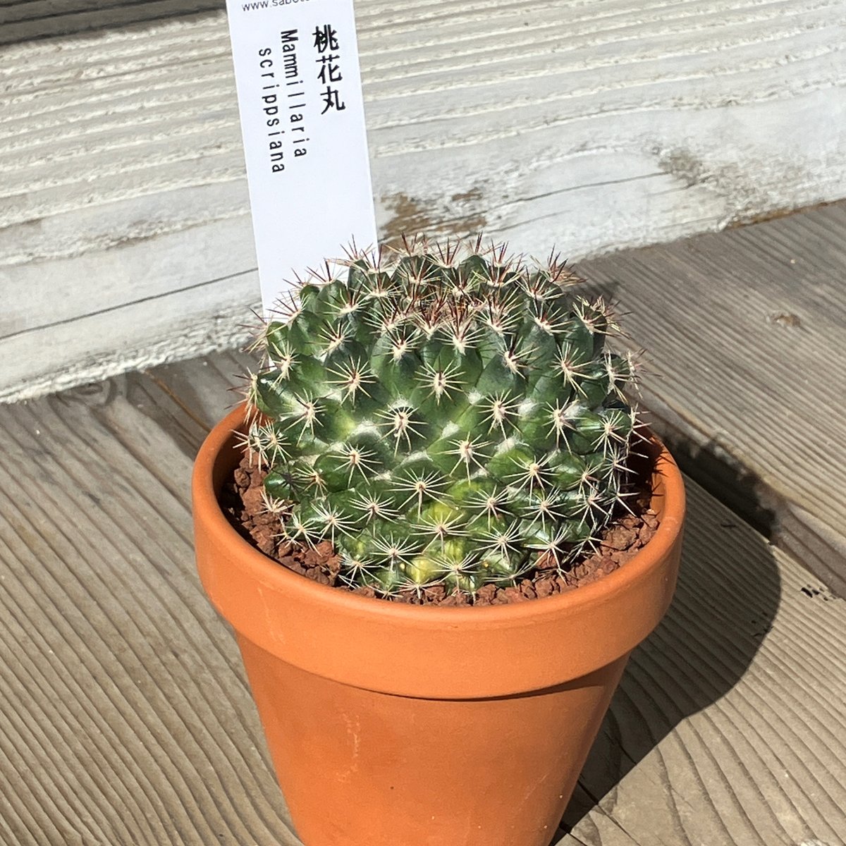 サボテン(素焼鉢) 3号 桃花丸 | Home&Plants
