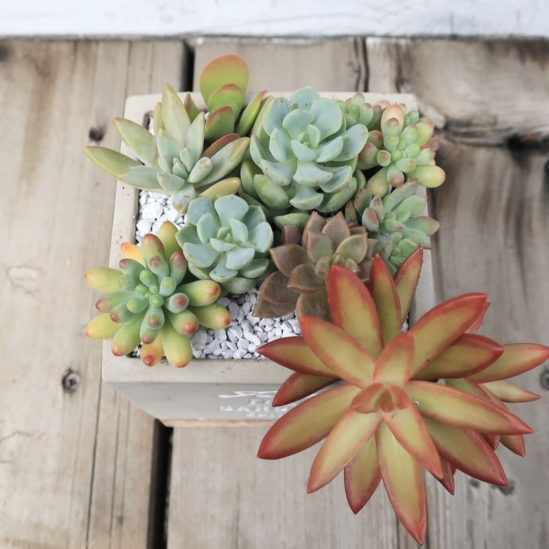 ★多肉植物　寄せ植え〜手作り　木製手押しカート　アイスクリーム屋さん〜★ YouTubeを快適に＆レーシングカー鉢に多肉寄せ植え(*Ü