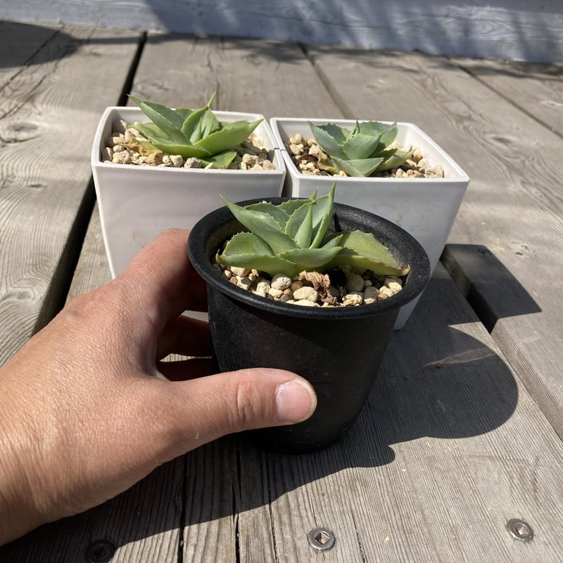 アガベ 雷神　開花前(yui) アガベ 王妃雷神錦 黄中斑 Agave “Ohi Raijin Nishiki Kinakah