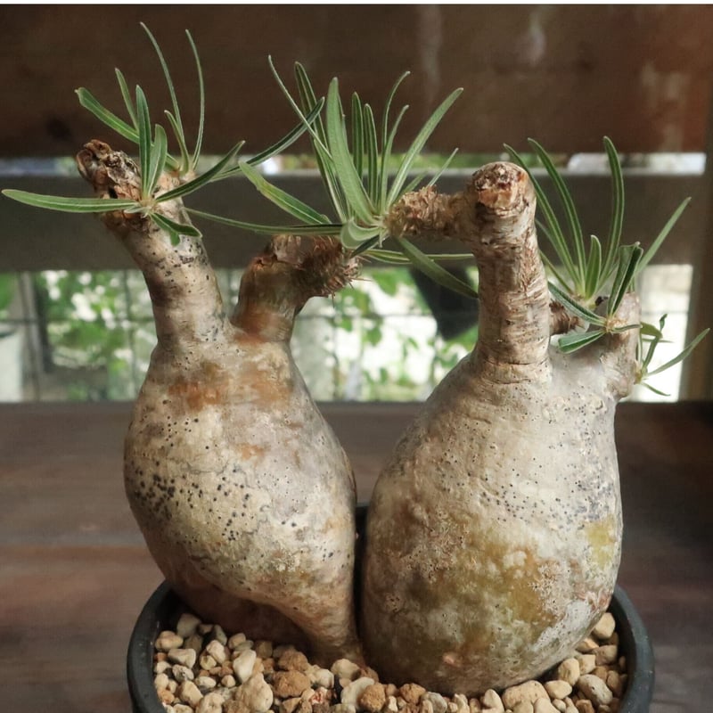 パキポディウム　グラキリス　２頭 パキポディウム グラキリス 2頭 Pachypodium gracilius 発根済