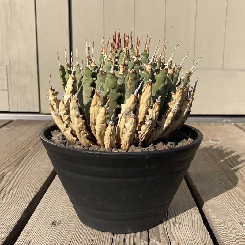 アガベ ユタエンシス エボリスピナ | Home&Plants