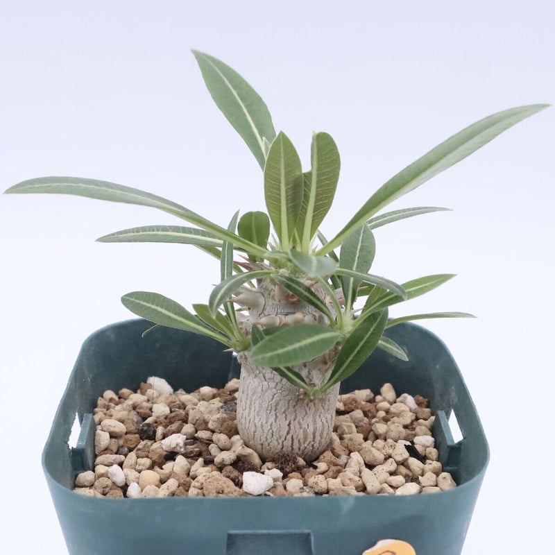 パキポディウム ホロンベンセ 2.5号 HPN③ | Home&Plants