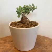 多肉 ビアホップ バスケット入り 3.5号 | Home&Plants