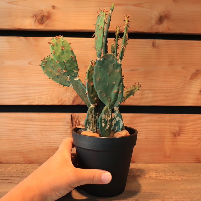 374：ウチワサボテン フェイク | Home&Plants