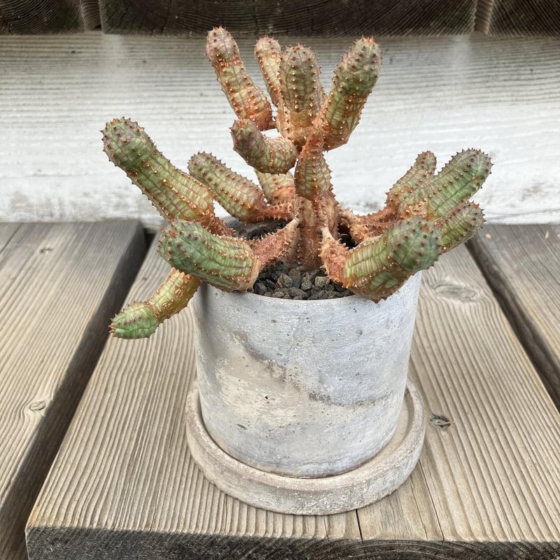 902：ユーフォルビア プセウドグロボーサ コンクリシンプル鉢