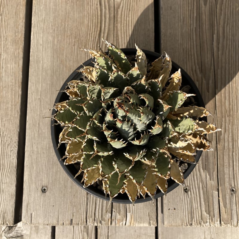 アガベ ユタエンシス エボリスピナ | Home&Plants