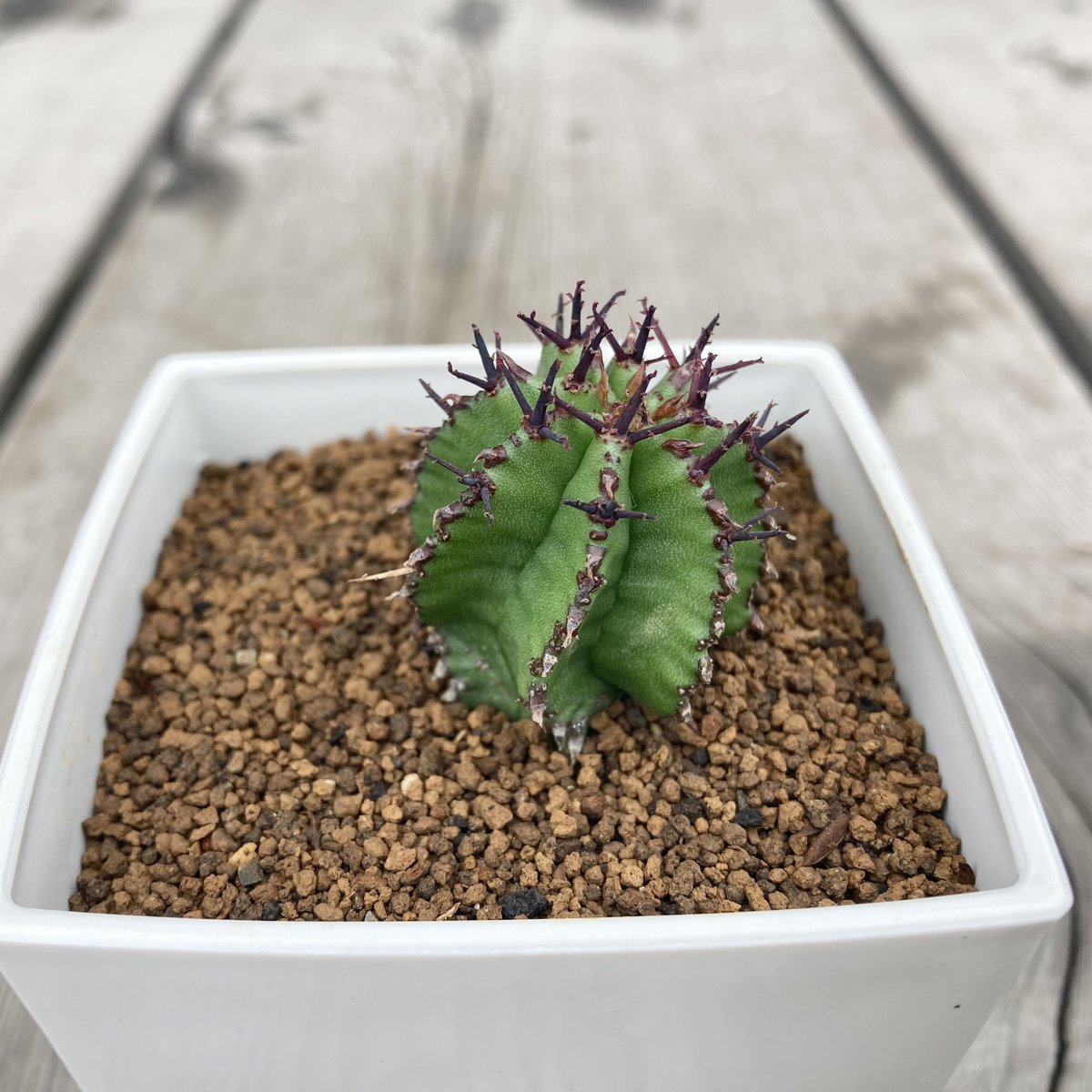 ユーフォルビア ポリゴナ ユーフォルビア ポリゴナ スノーフレーク Euphorbia polygona