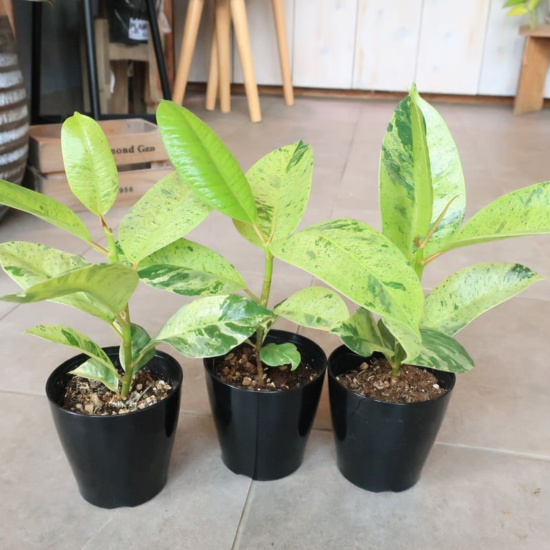 フィカス ジン | Home&Plants