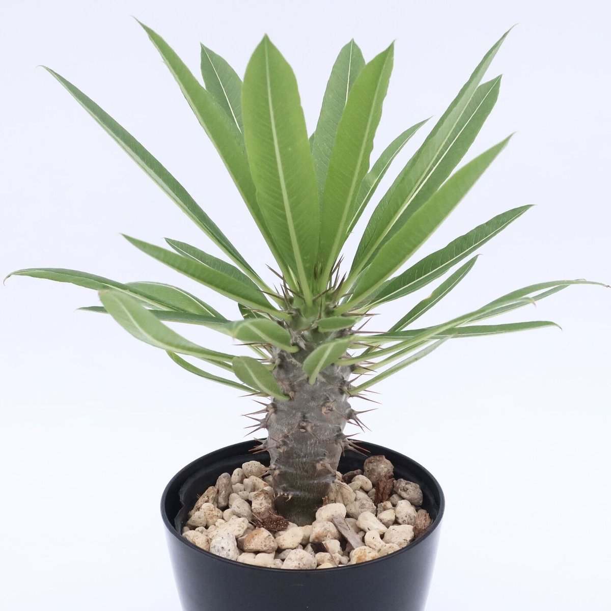 パキポディウム・ラモスム 多肉植物！色々編！ ・ ・ #パキポディウムラモスム パキポディウムの