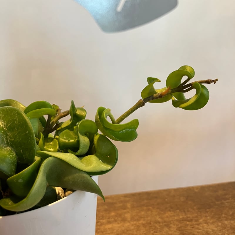 ホヤ カルノーサ コンパクタ 3.5号 | Home&Plants