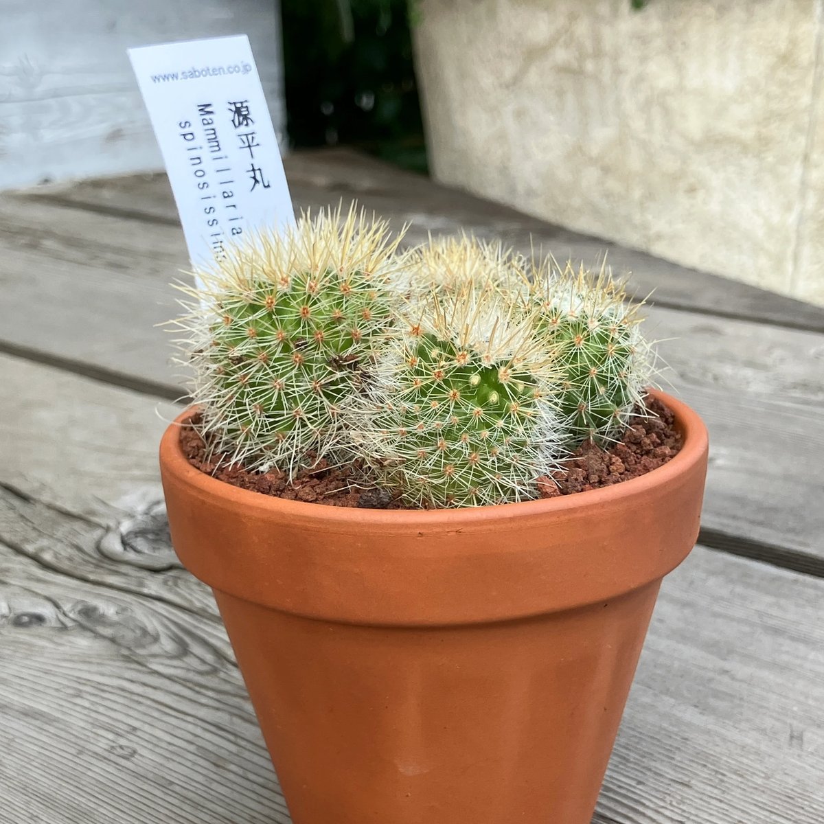 サボテン群生 源平丸②(素焼鉢) 3号 | Home&Plants